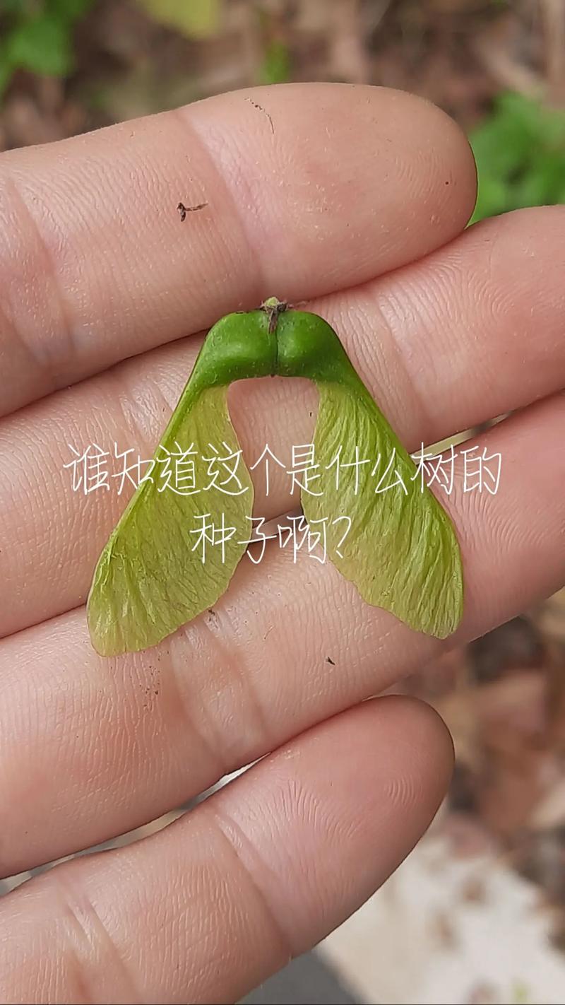 网易1.21一棵树孤岛生存种子游戏截图