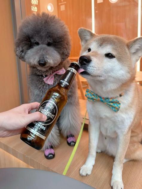 狗狗喝了一点酒有事吗截图