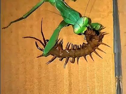 昆虫vs昆虫