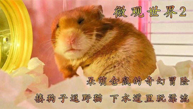 仓鼠高处摔下来流鼻血图标