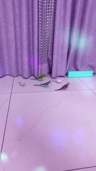 怎么生出紫色的虎皮