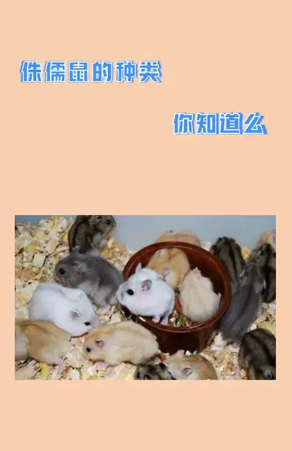 关于仓鼠的全部资料图标