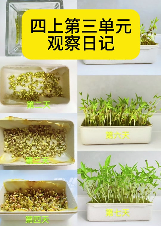 豆芽发芽制作过程