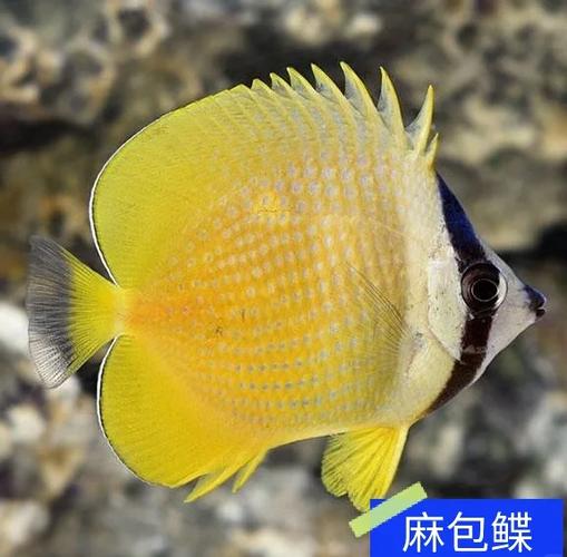 蝴蝶鱼一般一只多少元游戏截图