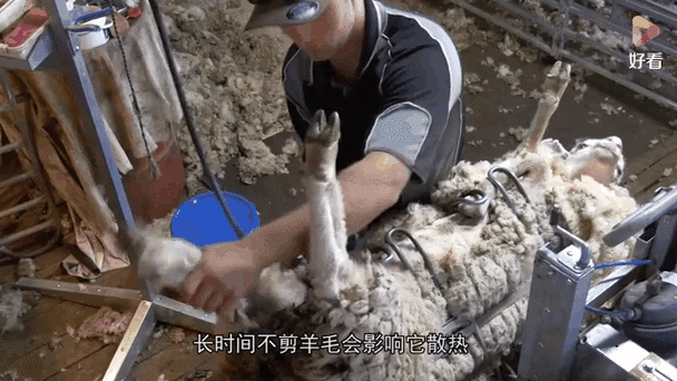 剃羊毛的过程痛苦吗