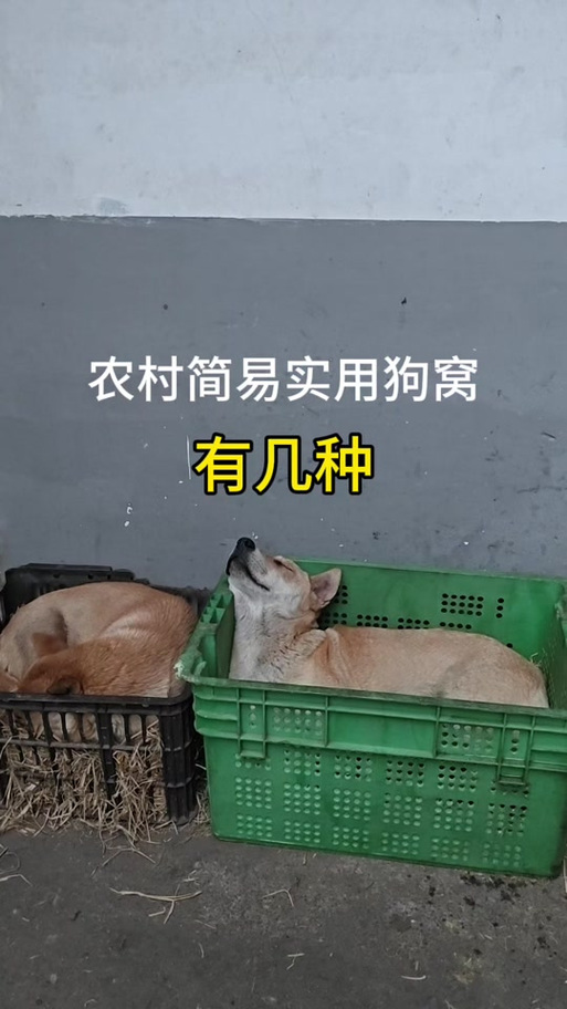 土狗养在院子里怕冷吗