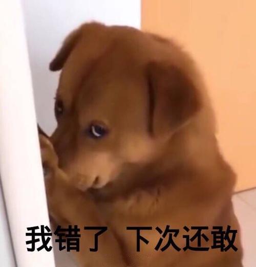 我错了下次还敢表情包