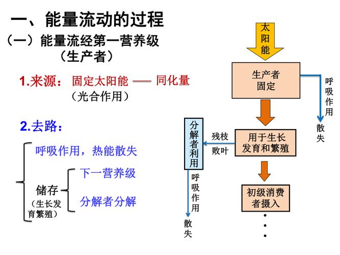 能量流动的途径和渠道