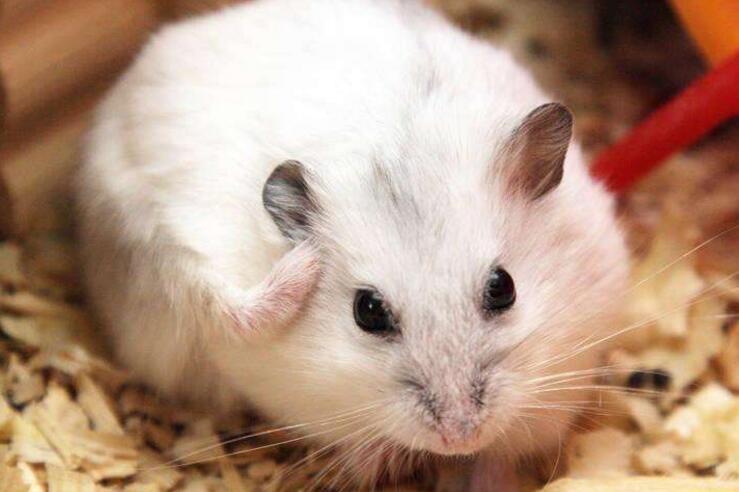 仓鼠会被饿死吗图标