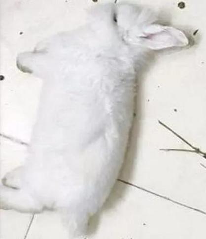 兔子死了一夜又复活了