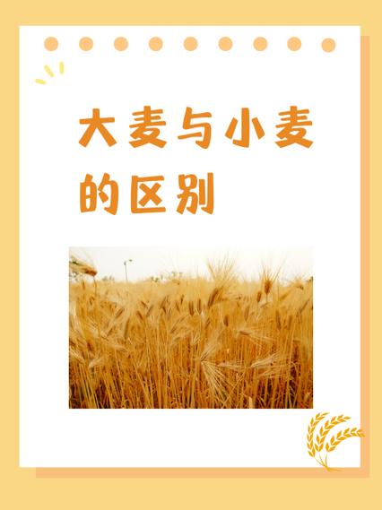 久大麦怎么样