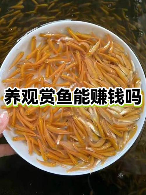 攒钱锦鲤能赚钱吗图标