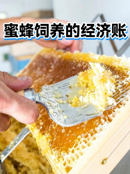 养蜜蜂一年能赚多少钱缩略图