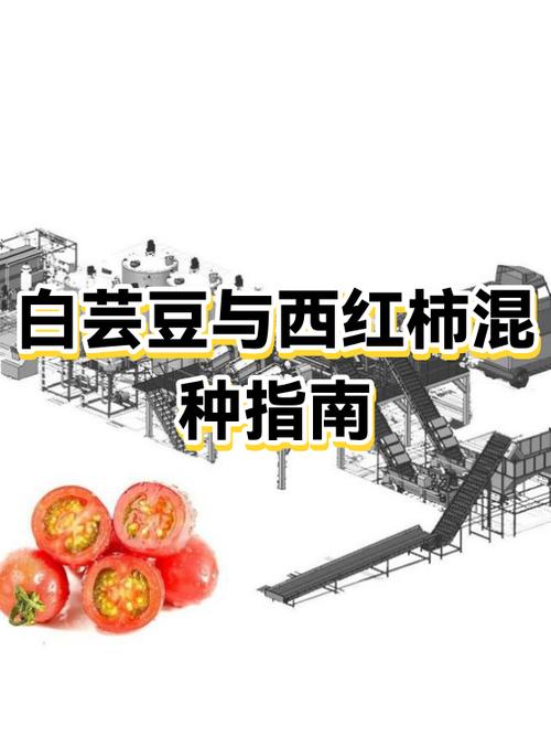 白芸豆最佳搭配表
