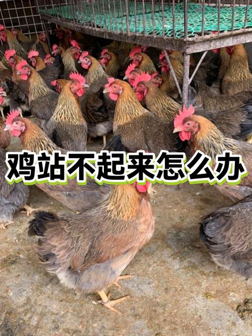 鸡瘫痪最快的恢复方法