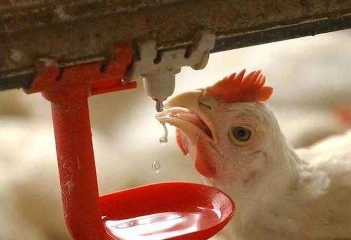 新一代鸡用自动饮水截图