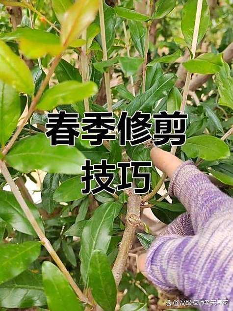 石榴树怎么剪枝视频