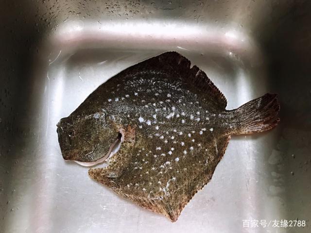 多宝鱼正确刮鳞方法