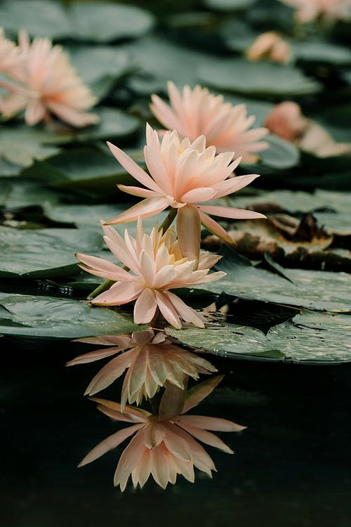 睡莲是荷花吗?缩略图