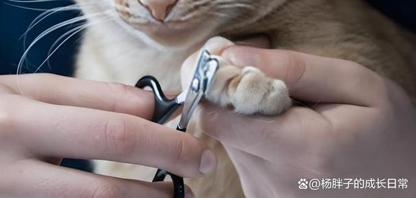 猫一直不剪指甲可以吗