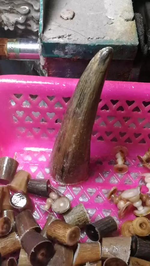 真假牦牛角图片对照缩略图