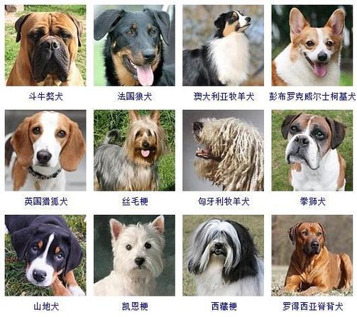 各类宠物大全