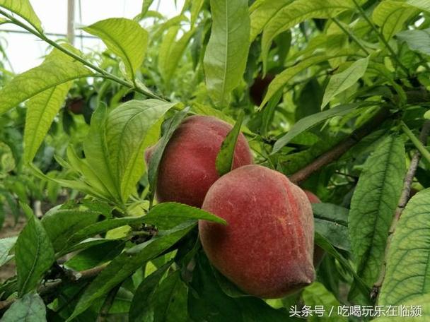 夜泊石怎么采摘截图