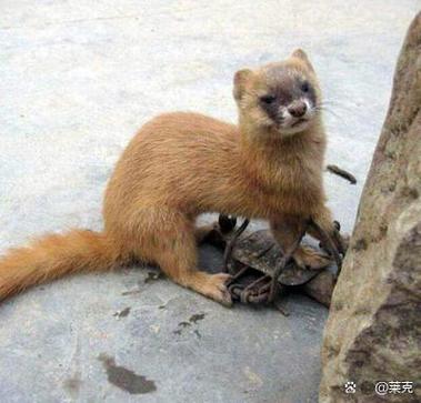 黄鼠狼进宅有什么预兆
