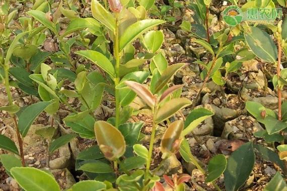 高产油茶苗哪个品种好