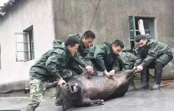 杀猪经典语录游戏截图
