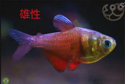 火柴人无限宝石无限金币和无限钻石图标
