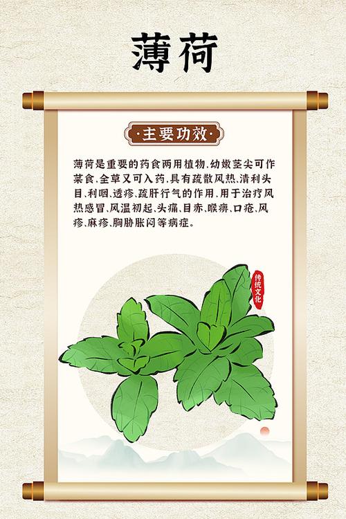 薄荷用途有哪些