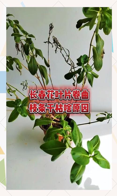 如何让花快速枯萎