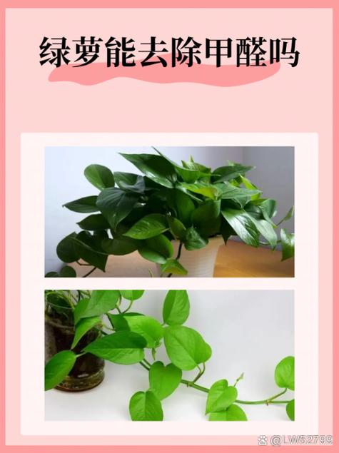 绿萝吸甲醛真有效果吗
