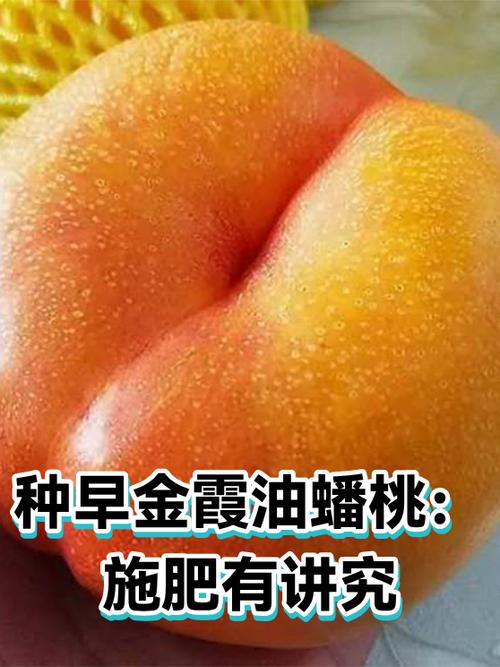 油蟠桃的功效与作用缩略图