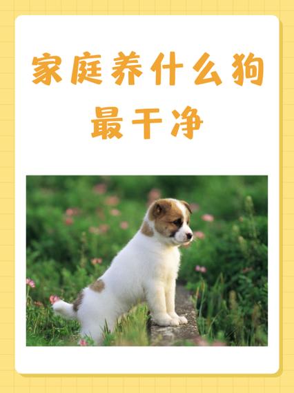 现在养什么犬挣钱