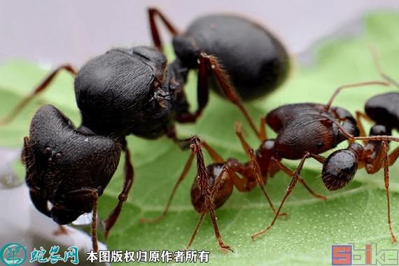 十大经典好养的蚂蚁