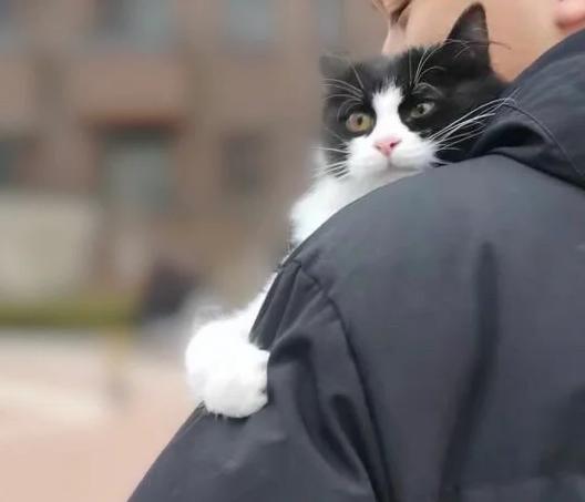 怎样让胆小的流浪猫靠近