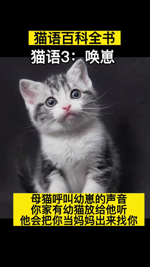 大猫叫小猫崽出来的叫声