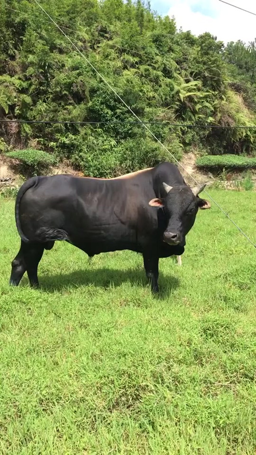 公牛全名叫什么