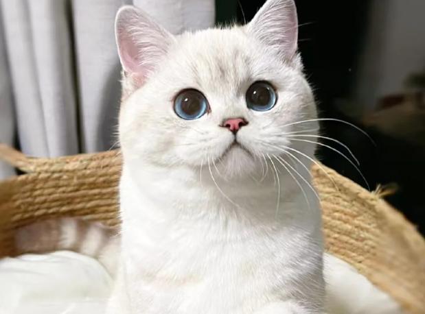 宠物猫大全