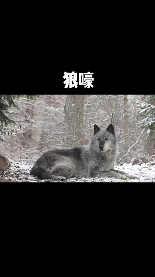 狼嚎铃声mp3免费下载缩略图