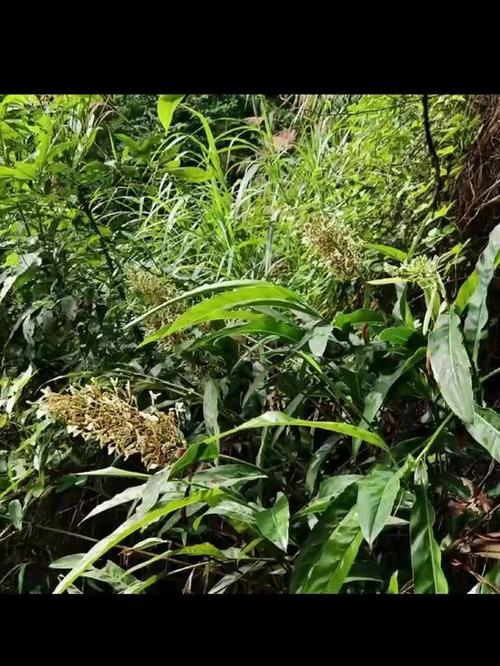 姜科植物有哪些