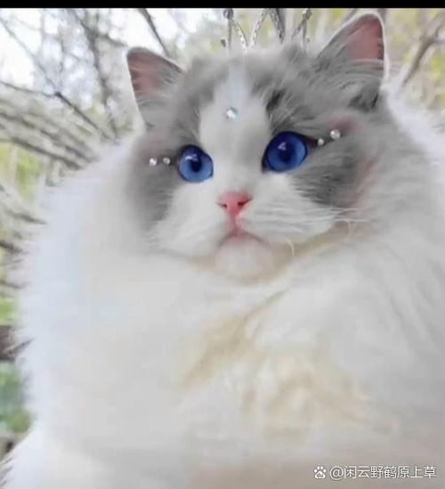 布偶猫为什么叫布偶猫图标