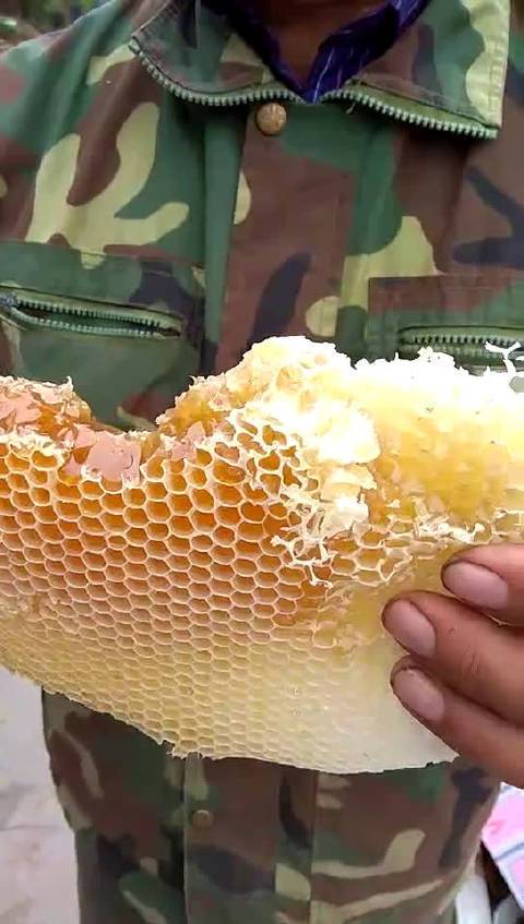 寻蜜之路
