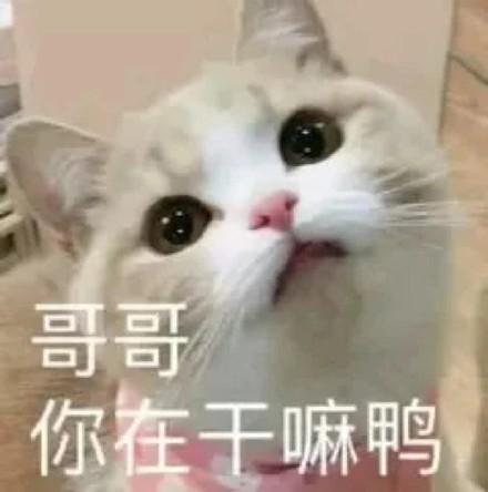 在干嘛鸭表情包