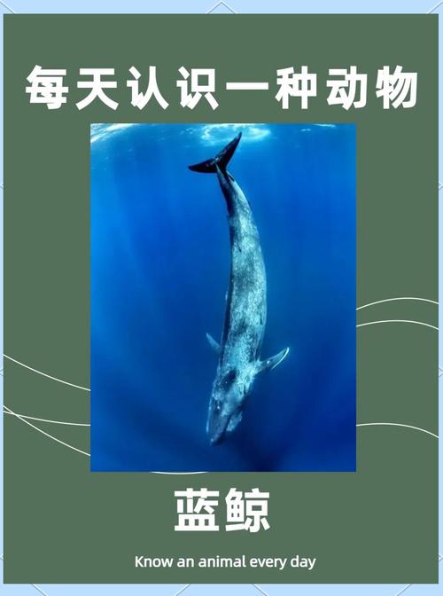 蓝鲸隐私保护是推广软件吗