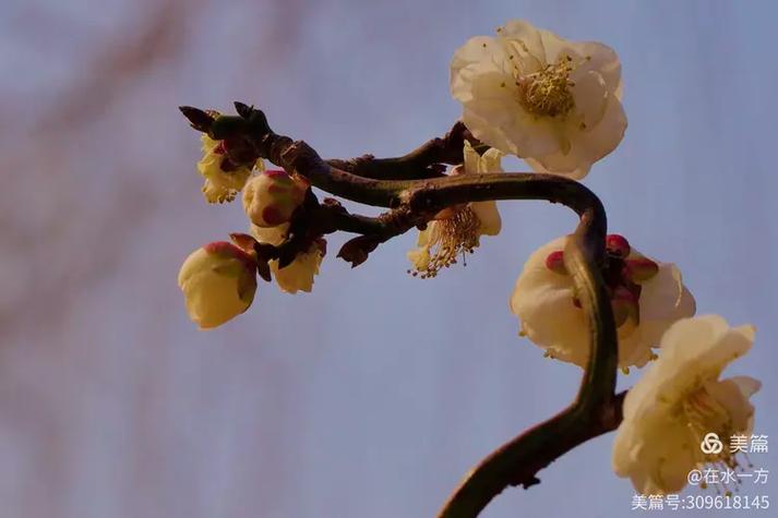 菊花是花中的什么称号截图