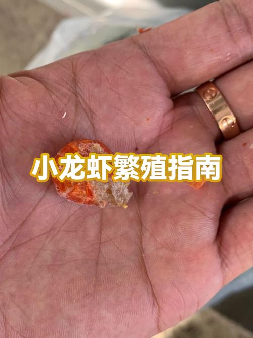小龙虾使用教程