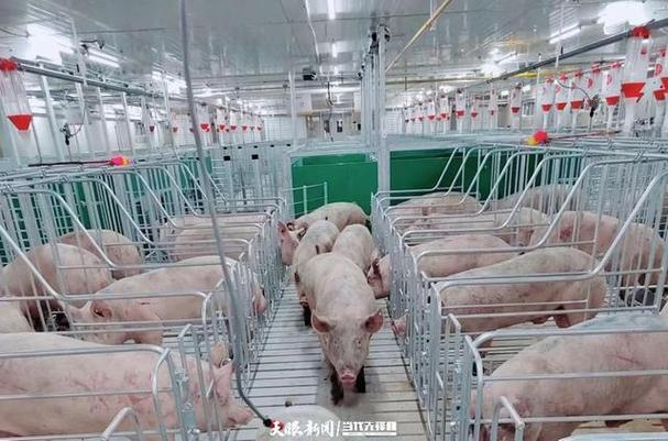 欢乐养猪场怎么回收猪